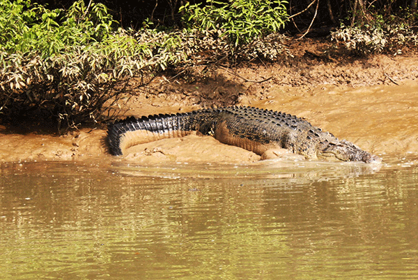 Bhtarkanika-Crocodle