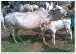 binjharpur cow